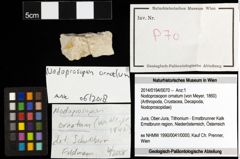 Foto (Objekt + Etiketten) von Nodoprosopon ornatum (von Meyer, 1860) 